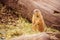 Prairie Dog in the Zoo, summer time