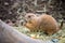 Prairie Dog in the Zoo, summer time