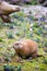 Prairie Dog in the Zoo, summer time