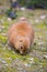 Prairie Dog in the Zoo, summer time