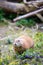 Prairie Dog in the Zoo, summer time