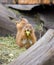 Prairie Dog in the Zoo, summer time