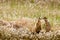 Prairie Dogs