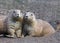 Prairie Dogs