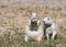 Prairie Dogs