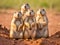 Prairie dogs