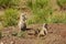 Prairie Dogs on alert.