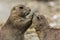 Prairie dogs arguing