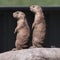 Prairie dogs at attention