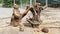 Prairie dogs in the Budapest zoo. in the zoo, on logs, old roots, Prairie dogs eating