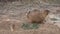 Prairie Dogs at Burrow