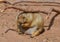 Prairie dogs are burrowing rodents native to the grasslands of North America