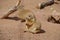 Prairie dogs are burrowing rodents native to the grasslands of North America