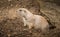 Prairie Dogs at Cotswold Wildlife Park and Gardens