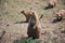 Prairie Dogs at Devils Tower National Monument, Wyoming