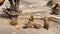 Prairie dogs eating. near logs, old roots, on a hot summer day,