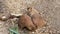 Prairie dogs eating. near logs, old roots, on a hot summer day,