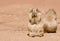 Prairie dogs having lunch