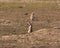 Prairie dogs at home in Theodore Roosevelt National Park