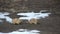 Prairie Dogs Interacting