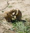 Prairie dogs kiss