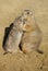 Prairie dogs kissing