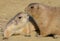 Prairie Dogs kissing