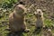 Prairie dogs - mother and baby