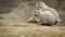 Prairie dogs on the sand