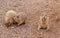 Prairie Dogs Snack Time