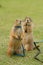 Prairie dogs standing upright