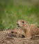 Prairie Dogs Stick Heads Out of Mount