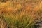 Prairie Dropseed   44668