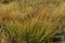 Prairie Dropseed   44668