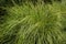 Prairie Dropseed   822935