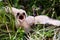 Prairie Falcon Chick