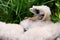Prairie Falcon Chick