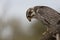 Prairie Falcon Looks Down