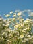 Prairie Fleabane flowering against blue summer sky