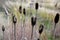 Prairie flowerbed in november when grasses and dry perennials are ornamental with their texture and autumn color. in the street by