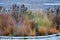 Prairie flowerbed in november when grasses and dry perennials are ornamental with their texture and autumn color. in the street by