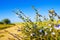 Prairie flowers