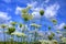 Prairie flowers against blue sky