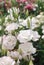 Prairie gentian, Eustoma, Lisianthus. White flower with pink rim