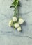 Prairie Gentian Flowers on rustic stone background