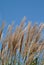 Prairie Grass 5