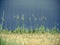 Prairie Grass and Dark, Stormy Sky