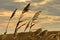 Prairie grass on a dry terrain against dark sky and rainy clouds