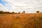 Prairie grass in Fall Colors