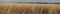 Prairie Grass, Forest, Houses, Panorama/Banner